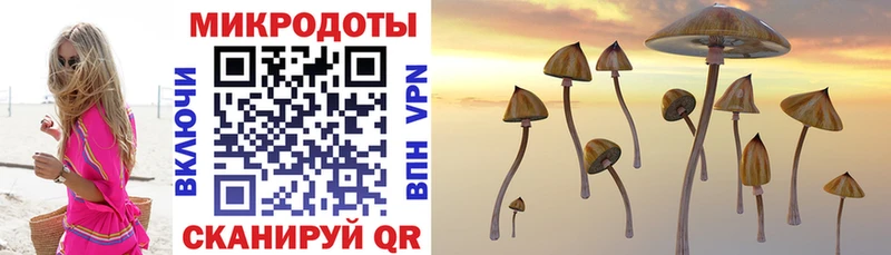 Купить где  Зеленогорск  Псилоцибиновые грибы GOLDEN TEACHER 